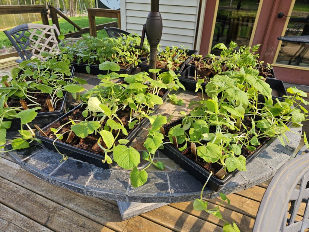 Hardening off Seedlings