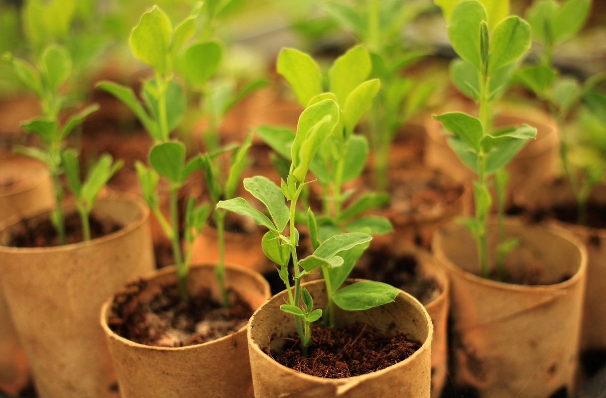 Hardening off Seedlings