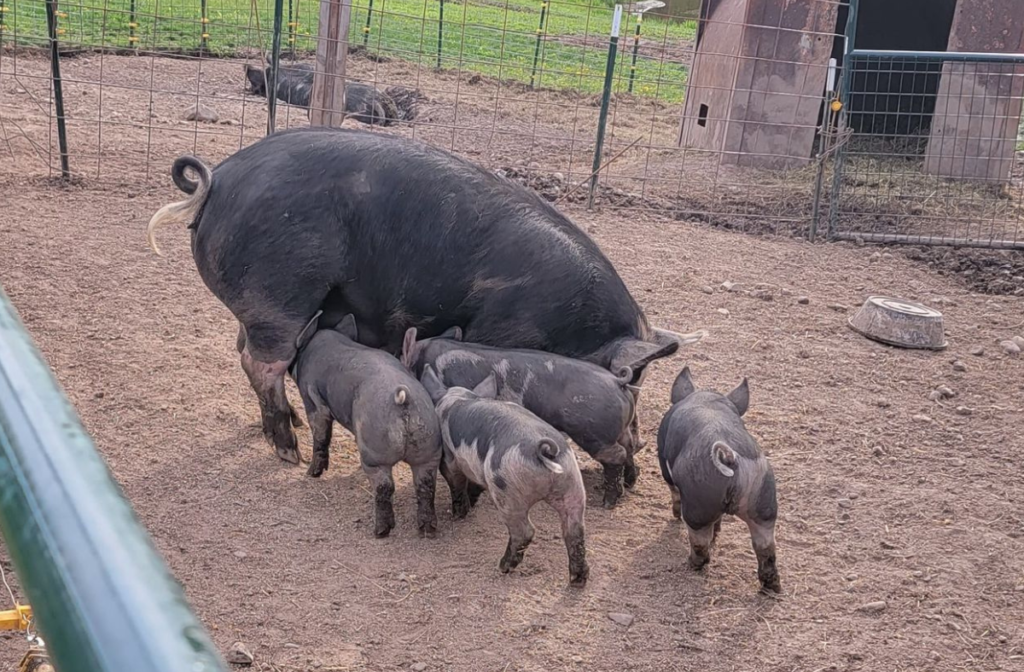 Raising Feeder Pigs