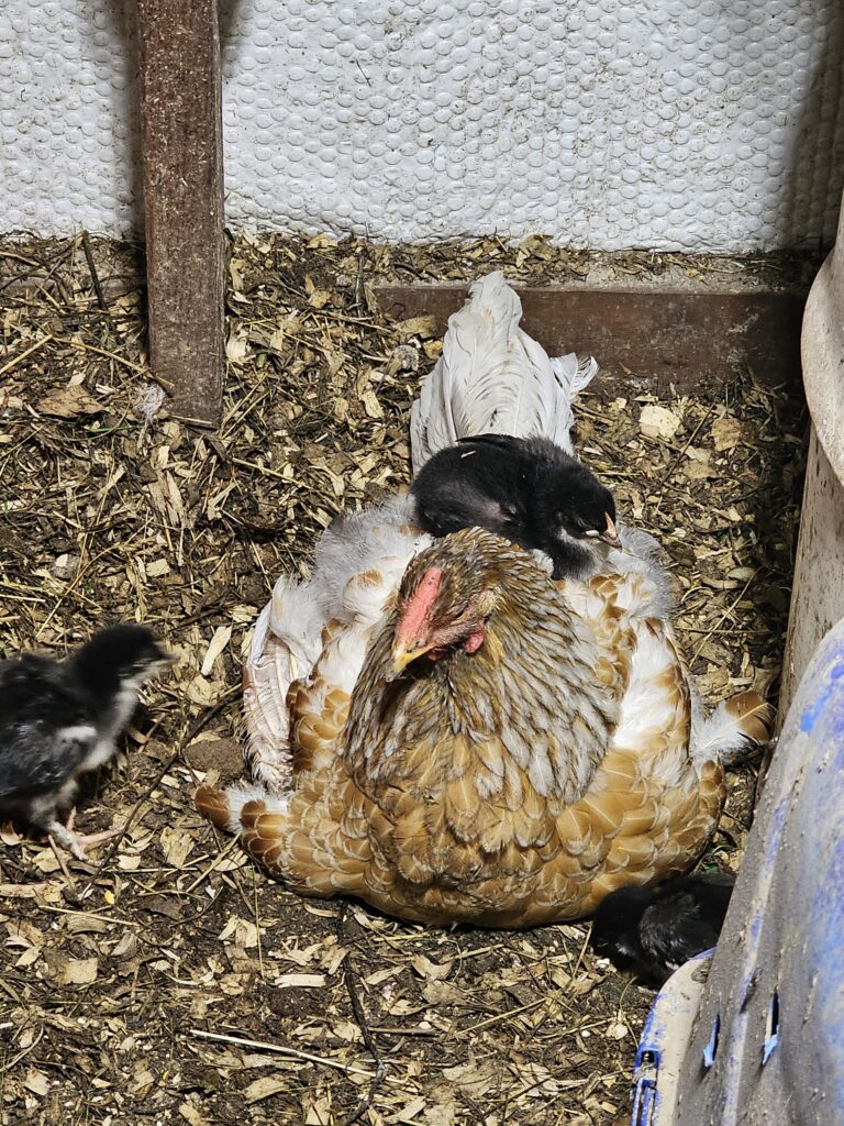 will a broody hen accept other baby chicks