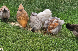 Will Broody hen accept other baby chicks