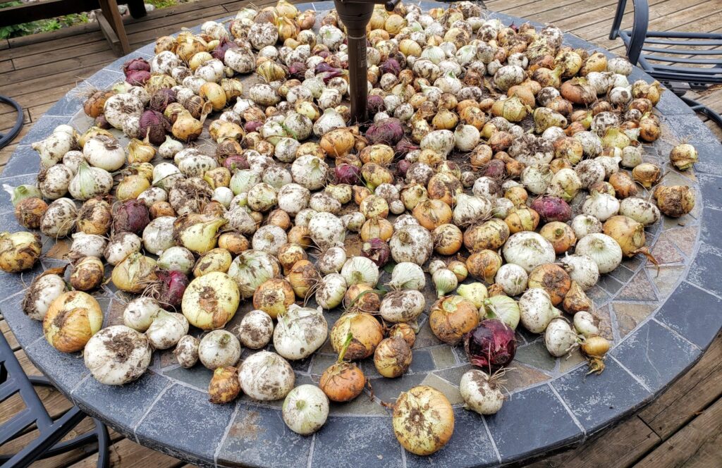 Onion harvest