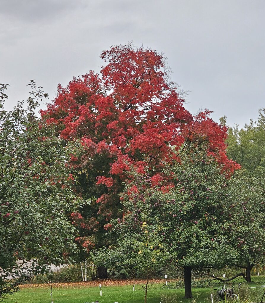 Fall Leaves are Beneficial and beautiful especially the maple trees.