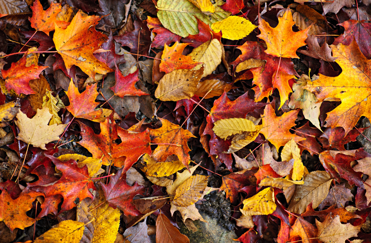 Fall Leaves are Beneficial and Beautiful.